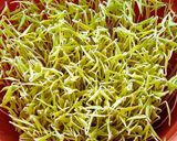 मुग बीन स्प्राऊट्स (mung beans sprouts recipe in marathi)_ रेसिपी स्टेप 6 फोटो 