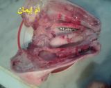 صورة لخطوة 2 من وصفة راس الخروف محمر في الفرن
