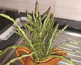 Foto del passaggio 1 della ricetta Frittata di asparagi selvatici!!🌿🥚🌮