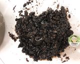 免烤玉文芒果優格乳酪蛋糕的食譜步驟3照片