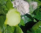 A picture of step 4 of White Kohlrabi.