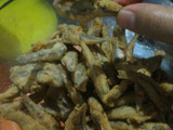 Teri basah goreng tepung