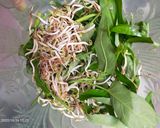 Foto langkah ke 1 dari resep Cah Kangkung dan Kecambah.
