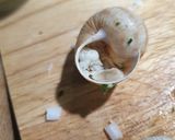 Foto del paso 3 de la receta: Caracoles bourguinon "impostor"