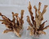 Foto del paso 4 de la receta: Talitas de cebolla & tomillo