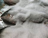 Foto del passaggio 3 della ricetta Orata al sale aromatizzata alle erbe di campo e citronette