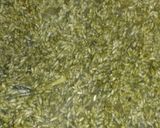 A picture of step 5 of Spinach Pulao.