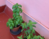 Foto del paso 1 de la receta: Pesto de Albahaca 🌿 fresca y tomate 🍅 deshidratado