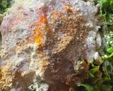 A picture of step 2 of Palak alu bhajiya.