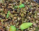 A picture of step 4 of Okra onions.