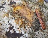 Foto del paso 2 de la receta Kabsa de pollo con arroz