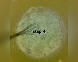 A picture of step 4 of Special fura da nono by s@lma ful@rny.