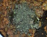 A picture of step 4 of Masala Parwal sabzi.