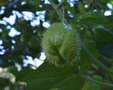 Foto del paso 1 de la receta: Chayote silvestre o papa del aire frita