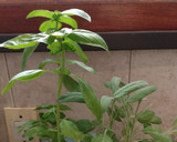 Foto del paso 2 de la receta: Fideos con salsa de hojas de salvia