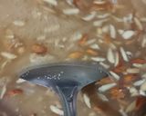 A picture of step 4 of Suji ka Halwa with Dry Fruits.