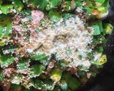 A picture of step 2 of Bhindi Besan Peanut sabji testy.