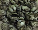 Foto langkah ke 3 dari resep Kerang rebus simpel.