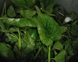 Foto langkah ke 1 dari resep Tumis pucuk daun ubi.