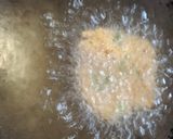 A picture of step 5 of Victoria Vada.