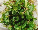 A picture of step 1 of Homegrown Fresh Mint Ki Spicy Chutney 🌶️🌿🌶️🌿🌶️.
