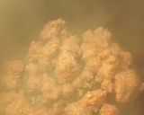 A picture of step 1 of Cream of Mushroom, Beef, and Rice.