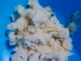 Cimol Kentung