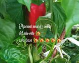 A picture of step 1 of New Green and Red Pepper Salad from My Garden, Potatoes, and Red Onion.