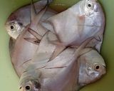Foto langkah ke 1 dari resep Ikan Bawal Putih Asam Manis (Plus Tips).