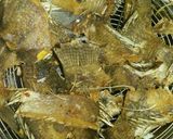Foto langkah ke 1 dari resep Sepat asin pedas asem manis.