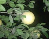 Foto del paso 1 de la receta: Dulce de Pomelo