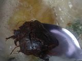Baceman Ayam Tempe
