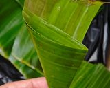 Foto langkah ke 4 dari resep 220. Lupis Santan.