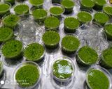 Foto langkah ke 7 dari resep Puding Lumut.