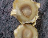 Foto del paso 4 de la receta Corazones de alcachofas con queso y beicon