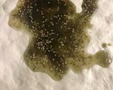 Foto del paso 2 de la receta: Manakish zaatar o Neish tipo pizza salado