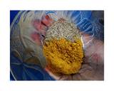 Naija Jollof 101 recipe step 4 photo