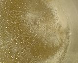 Foto del paso 2 de la receta: Dulce de batata