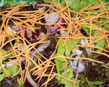 Foto del paso 9 de la receta: Trucha con ensalada de hinojos