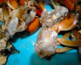 Foto langkah ke 1 dari resep Kepiting Saus Padang.