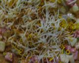 A picture of step 3 of Cheese Khakra Chaat.
