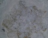 Foto del paso 5 de la receta: Rosquitas con leche