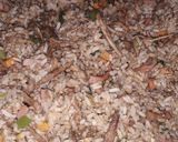 Foto del paso 5 de la receta: Arroz cantonés 🌾