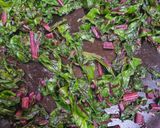 Foto del paso 1 de la receta: Hojas de remolacha salteadas en ajo 🧄 🌿🫜