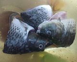 Foto langkah ke 1 dari resep Gulai Ikan Mas Ala Rm. Padang.