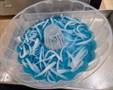 Foto langkah ke 4 dari resep Puding Santan Telang Kelapa Muda.