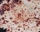 आलू पनीर पराठा (Aloo paneer paratha recipe in hindi) रेसिपी चरण 3 फोटो