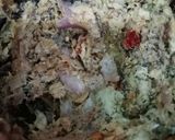 Gambar langkah 2 resipi Nasi Goreng Ikan Semalam.