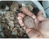 A picture of step 5 of Ragi ladoo.