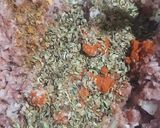 Foto del paso 1 de la receta: Pan de carne relleno